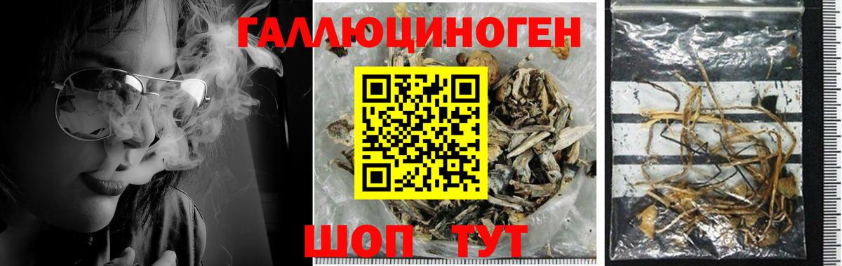 Галлюциногенные грибы Magic Shrooms  Псилоцибиновые грибы Psilocybine cubensis  Курган  Вход с VPN 